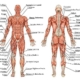 chart of muscles